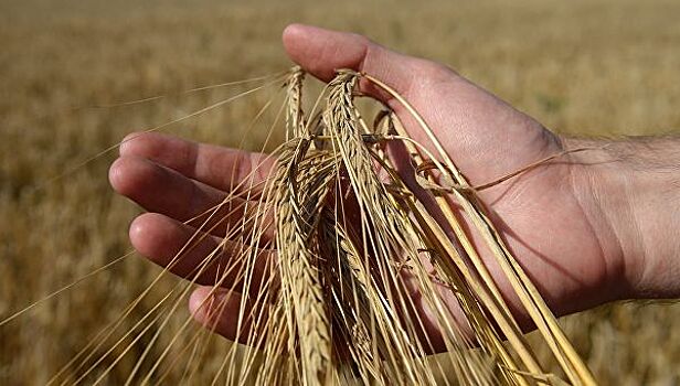 Завод по производству семян сельхозкультур построят в Адыгее