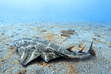 Пропавшая в 19-м веке «акула-ангел» появилась в Чили