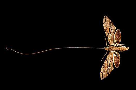 Ученые назвали насекомое с самым длинным хоботком в мире