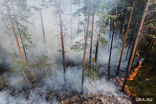 В Дегтярске ликвидировали крупный лесной пожар