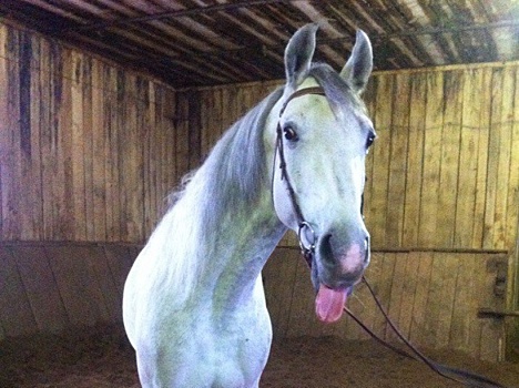 Не в коня корм. Племзавод «Завиваловский» пошел ко дну