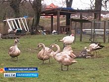 В Зеленоградском районе спасают диких лебедей