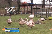 В Зеленоградском районе спасают диких лебедей