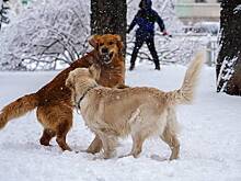 Синоптики сообщили о снежной и ветреной погоде в Москве 8 января