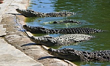 Туристы 26 часов провели в ловушке, окруженные крокодилами