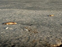 «Что случилось с озером?» В двух водоёмах Нижнего Новгорода обнаружена дохлая рыба
