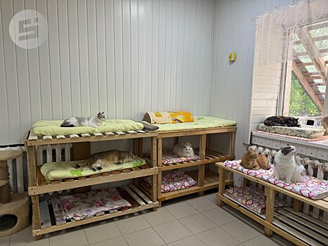 Сарапульская компания передала ижевскому приюту «Кот и Пёс» почти 250 кг корма для животных