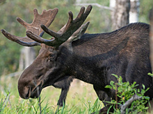Мужчина на иномарке насмерть сбил лося