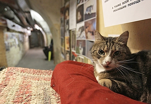 Записан первый в истории музыкальный альбом для котов