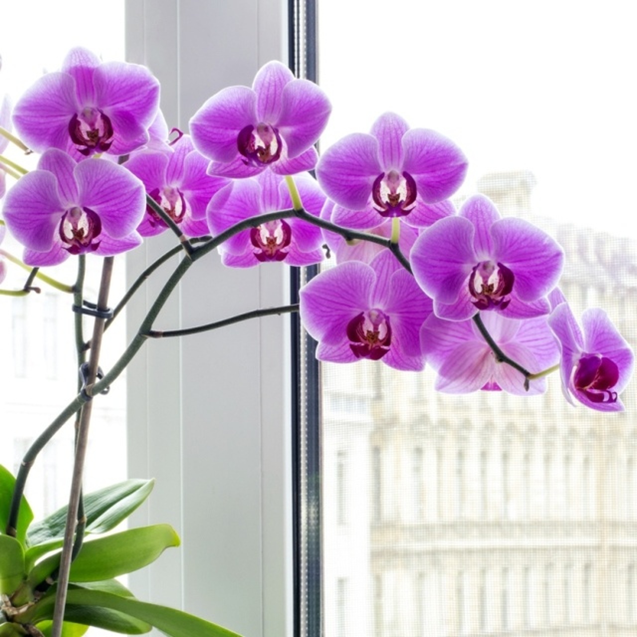 Цветок Орхидея фаленопсис. Комнатные цветы архидея. Фаленопсис Вондерфул. Фаленопсис Нео.