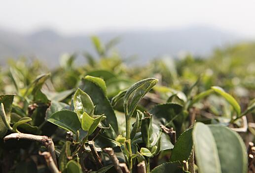Действительно ли чай улун обладает целебными свойствами