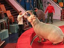 Ремонт в казанском цирке планируют завершить в декабре 2017 года