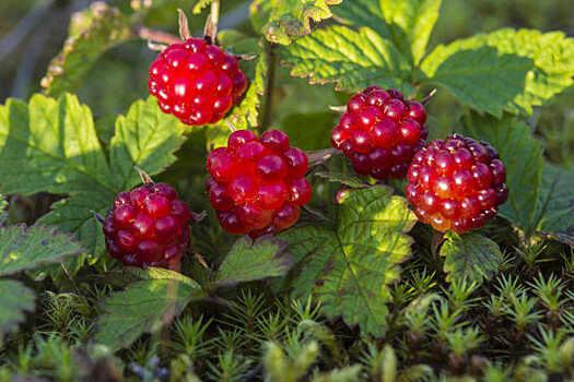 Ученые Тимирязевской сельхозакадемии из САО накормят россиян вкусными и полезными ягодами