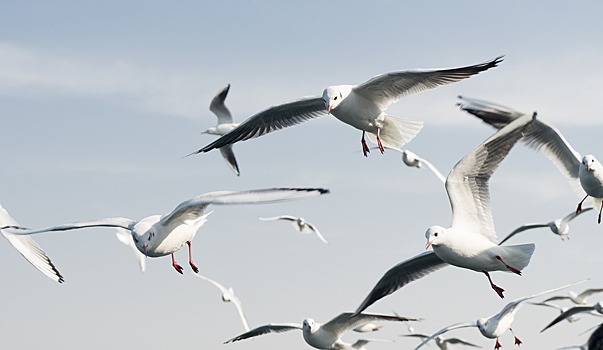 Росвиация зафиксировала рост числа столкновения самолетов с птицами