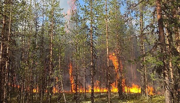 В Мурманской области выгорело свыше 200 га леса