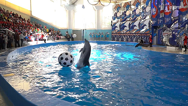Футбольное шоу в дельфинарии: в Сочи готовятся к ЧМ-2018