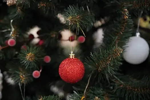 Эксперты рассказали, как продлить жизнь новогодней елке