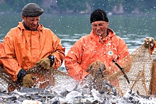 На Дальнем Востоке этим летом ожидается рекордный улов красной рыбы