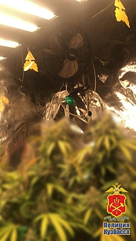 Кузбассовец вырастил наркотическую плантацию в подвале дома