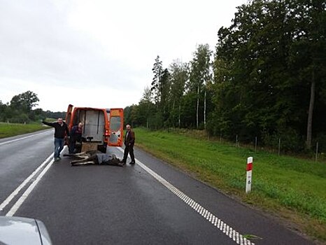 В Эльблонге водитель хотел увезти с места ДТП сбитого насмерть лося