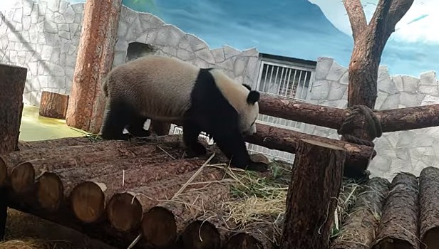 Привезенная в Москву панда дала «задний ход»