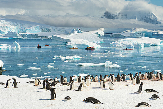 Из-за глобального потепления на Антарктиду переселятся совершенно новые виды животных