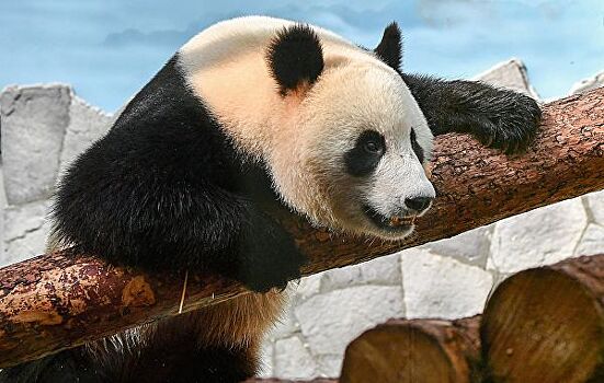 Пандам в Московском зоопарке делают массаж