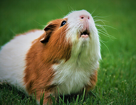 Морские свинки помогли найти способ улучшить слуховые импланты