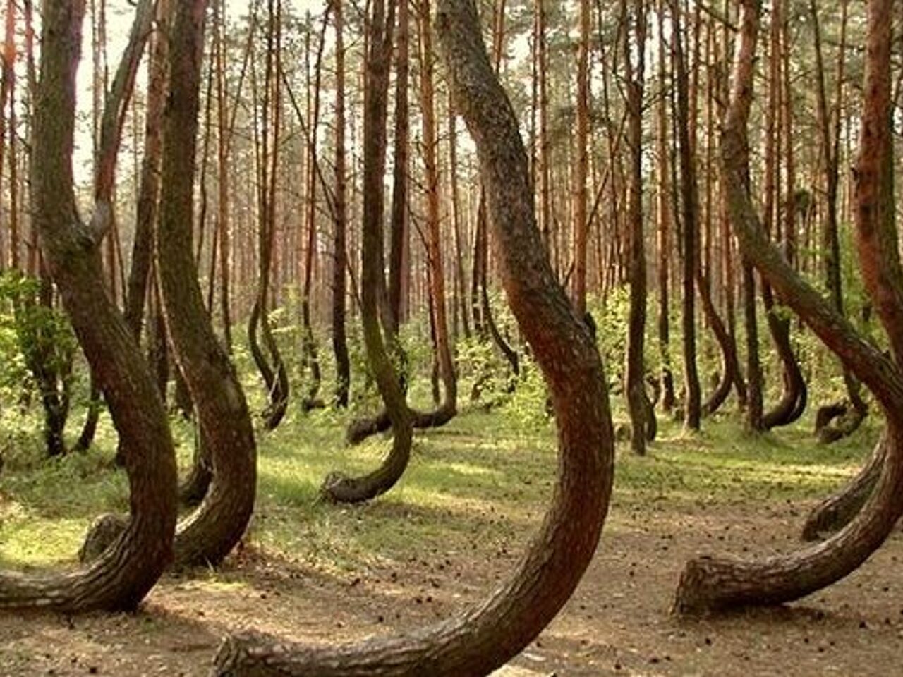 Пьяный лес