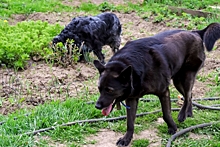 Стая бездомных собак напала на тюменку: «Пыталась отмахнуться»