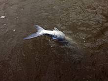 Рыболов поймал сомика рекордной величины