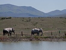 Цирковых животных планируют отправлять на "пенсию" в Крым