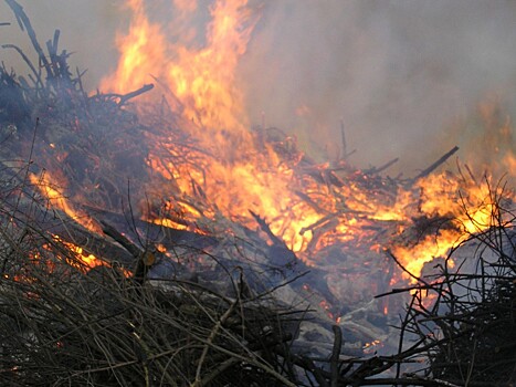 Госдума требует отменить приказ, который не позволяет тушить лесные пожары