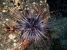 Учёные обнаружили массовое вымирание морских ежей на Канарах