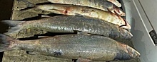 Под Волгоградом задержали трех браконьеров, промышлявших подводным ловом краснокнижных рыб