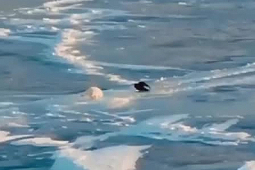 Игры песца и ворона на льду попали на видео
