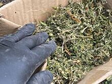 Житель Ростовской области хранил коноплю у себя дома