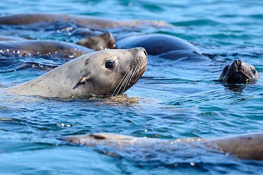 На Сахалине спасли 112 тюленей