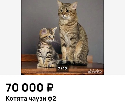 В Новосибирске выставили на продажу котёнка от камышового кота за 70 000 рублей