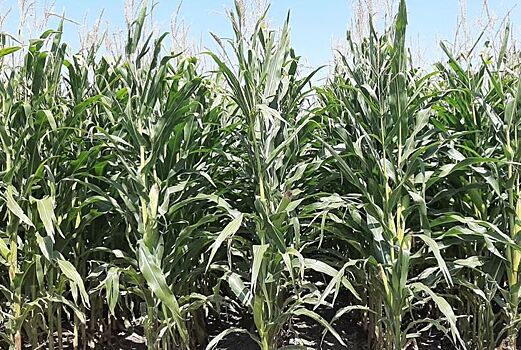 Горячие кукурузные баталии по ГМО кукурузе происходят в Кении