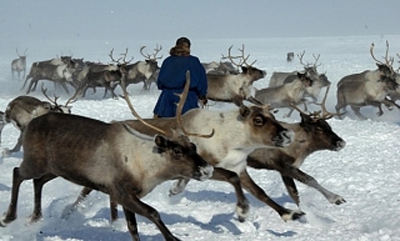 Ямальские оленеводы обсудят с зарубежными коллегами сотрудничество в Арктике