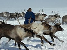 Ямальские оленеводы обсудят с зарубежными коллегами сотрудничество в Арктике