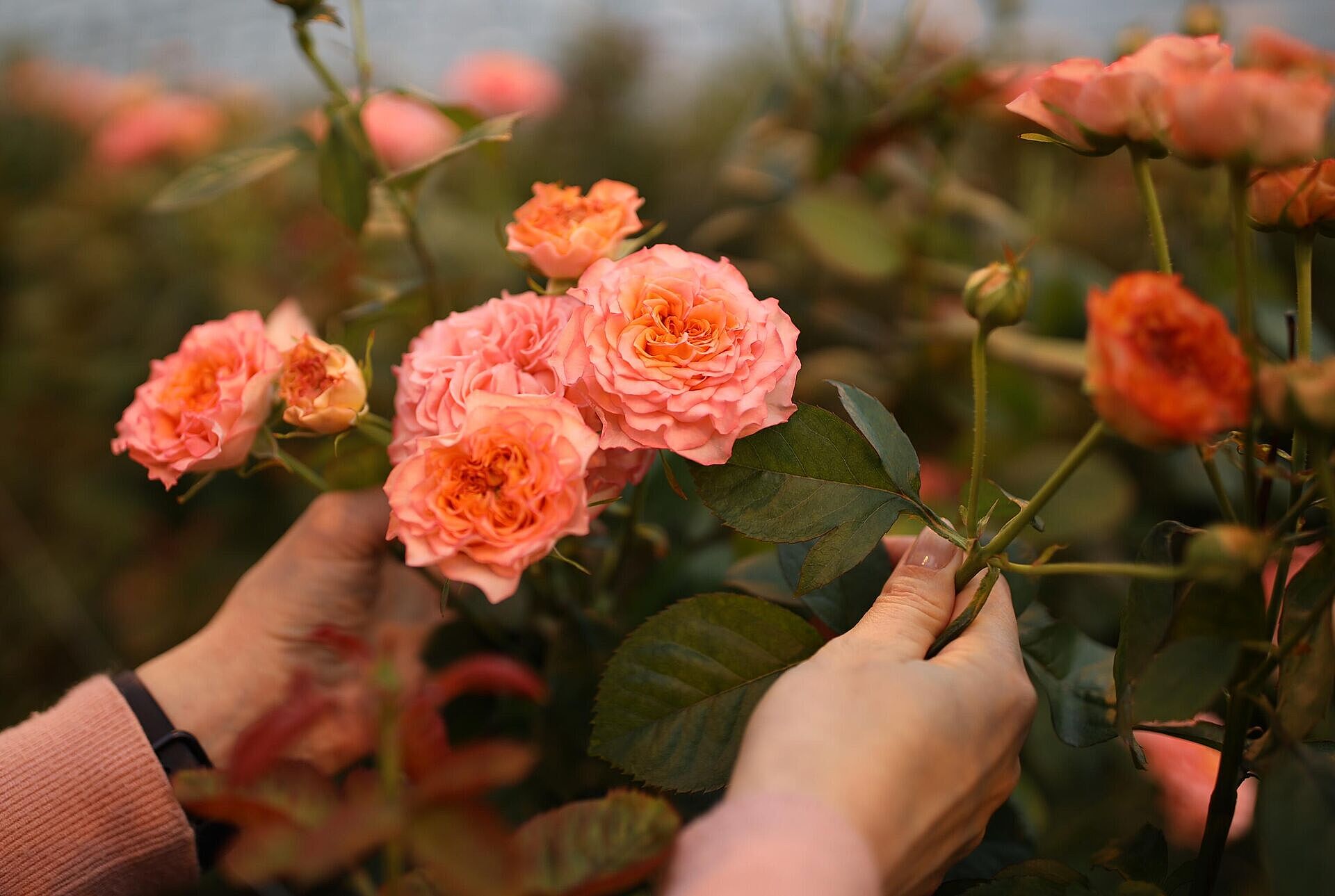 Более 16 тыс. кустов роз высадят в Москве до конца лета