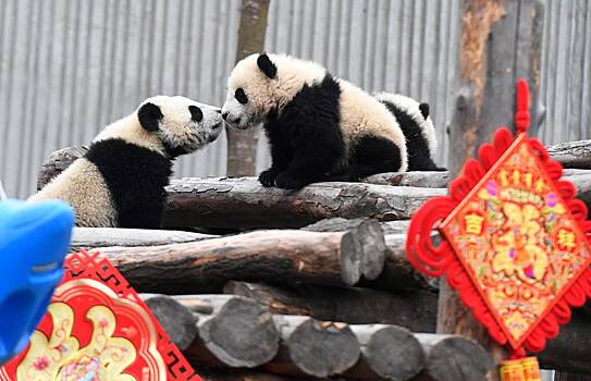 Праздник для детенышей панд устроили в Китае