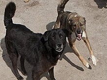 В Госдуме указали на необходимость введения ветеринарных правил содержания домашних животных