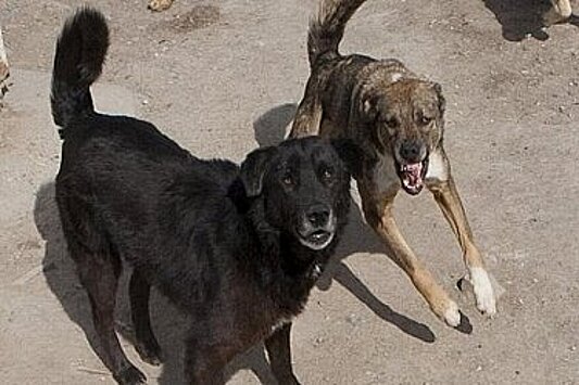 В Госдуме указали на необходимость введения ветеринарных правил содержания домашних животных