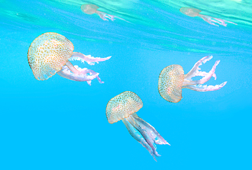 "Желейная по вкусу": туристов кормят медузами в Керчи