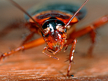 Человеческие уши — идеальный дом для тараканов