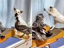 Кошка, щенок и утка устроили потасовку на глазах у владельца