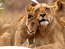Слон в прыжке: телеканал Animal Planet провел ребрендинг
